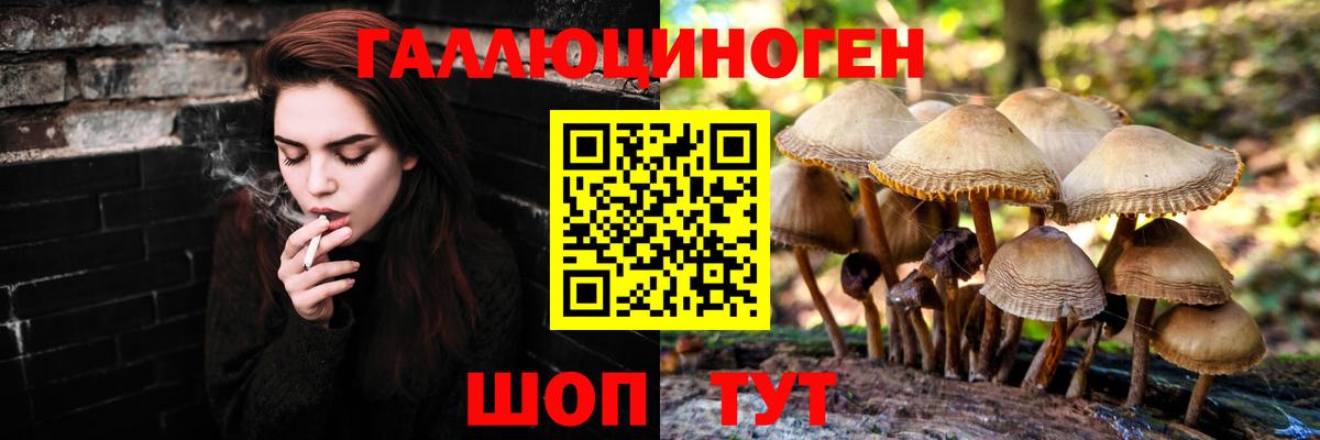 Горно-Алтайск  Псилоцибиновые грибы Psilocybine cubensis  Вход с VPN 